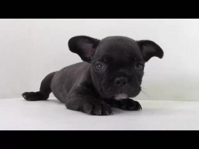 動画