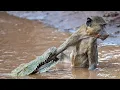 Download Lagu Baboon Vs Croc