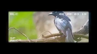 srigunting gacor isian cililin