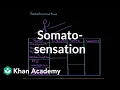Somatosensation Processing the Environment MCAT Khan Academy