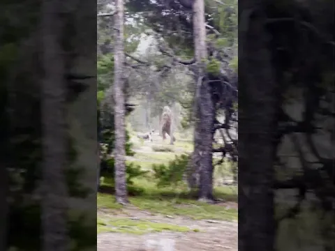 BIGFOOT SIGHTING! - Park Ranger captures chilling video…