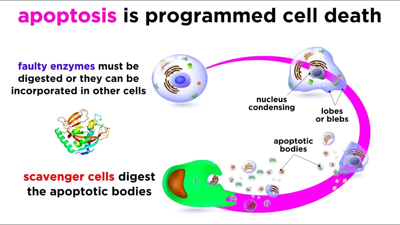Apoptosis: Programmed Cell Death