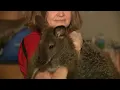 Runaway wallaby captured after breaking out of kennel in Ohio