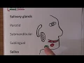 Download Lagu Digestive System 9, Digestive enzymes full detailed lecture