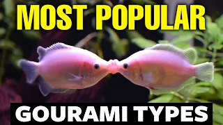 Download 14 Of The Most Popular Gourami Fish Types 🐠 MP3