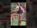Download Lagu Funny Panda Videos #shorts #Funny #animals #pets #panda
