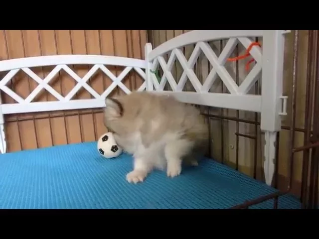 動画