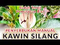 Download Lagu Penyerbukan Manual Bunga Adenium - Kawin Silang Bunga Adenium #adenium #desertrose #obesum