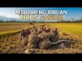Lagu MENJARING RIBUAN TIKUS SAWAH | PETANI VIETNAM