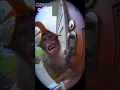 Download Lagu Cyclone Monkey Caught on Doorbell Cam 🐒🌪️ (You Won’t Believe the Ending!)