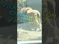A lion was captured in the streets of Mexico The Lion of Puerto Vallarta