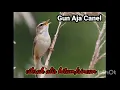 Suara burung cikrak alis hitam/sincan buat masteran