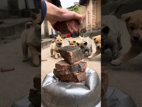 बहुत लुभावना! टोस्ट का पहला स्वाद चखने पर एक गांव के पिल्ले का रिएक्शन बहुत ही प्यारा है 🍞🐕 1