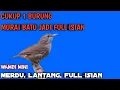 wambi mini paling gacor full materi