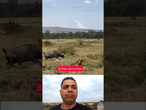 Leoa defende Filhote do Búfalo humilha mãe
