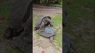 Seychelles Viagra  #sailing #oceanlifestyle #seychelles  #travel #oceanlife  #islandlife