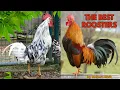 The most beautiful chicken breeds - With crowing roosters for comparison From Lakenvelder to Brahma