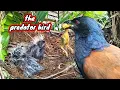 Lagu PREDATOR BIRD‼️ ANAK BURUNG CENDET MENJADI SANTAPAN BURUNG BUBUT SI MATA MERAH 