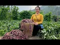 Download Lagu enjoy red sweet potatoes and go to the market to sell