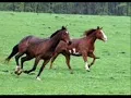 She Couldn't Change Me By Montgomery Gentry