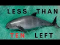Download Lagu 10 of the RAREST Animals on Earth