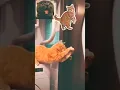 Download Lagu Aduhai!| #imut #tiktok #trendingshorts #cutecat #viralshort #videoshort #youtubeshort #shortsviral