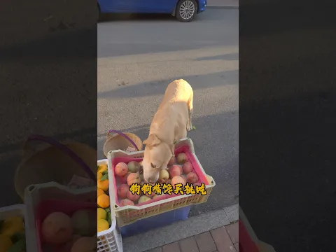 The Vendor Tried To Overcharge Him, But The Pup Confused Him With Math #SmartDog #DogGoesShopping