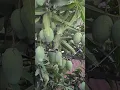 Download Lagu Green Mangoes Hanging from Tree 🥭 | Nature Beauty by Clody Pixel Kids #Shorts  #greenrooftop #mango