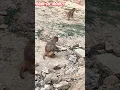 Download Lagu Funny Monkey 🐒#Prank😂on Monkey#youtube#ytshorts# #funnyshorts#Dahsat #monkey#monkeyvuedio#shortfeed