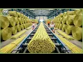 Inside the World s Largest Hemp Processing Line - How Fiber Hempcrete Are Made