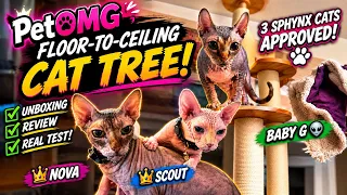 PetOMG Floor-to-Ceiling Cat Tree Review | 3 Sphynx Cats Put It to the Test!