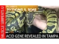 Acid Gene Ball Pythons with Josh Jensen at Tampa Repticon - Part 5