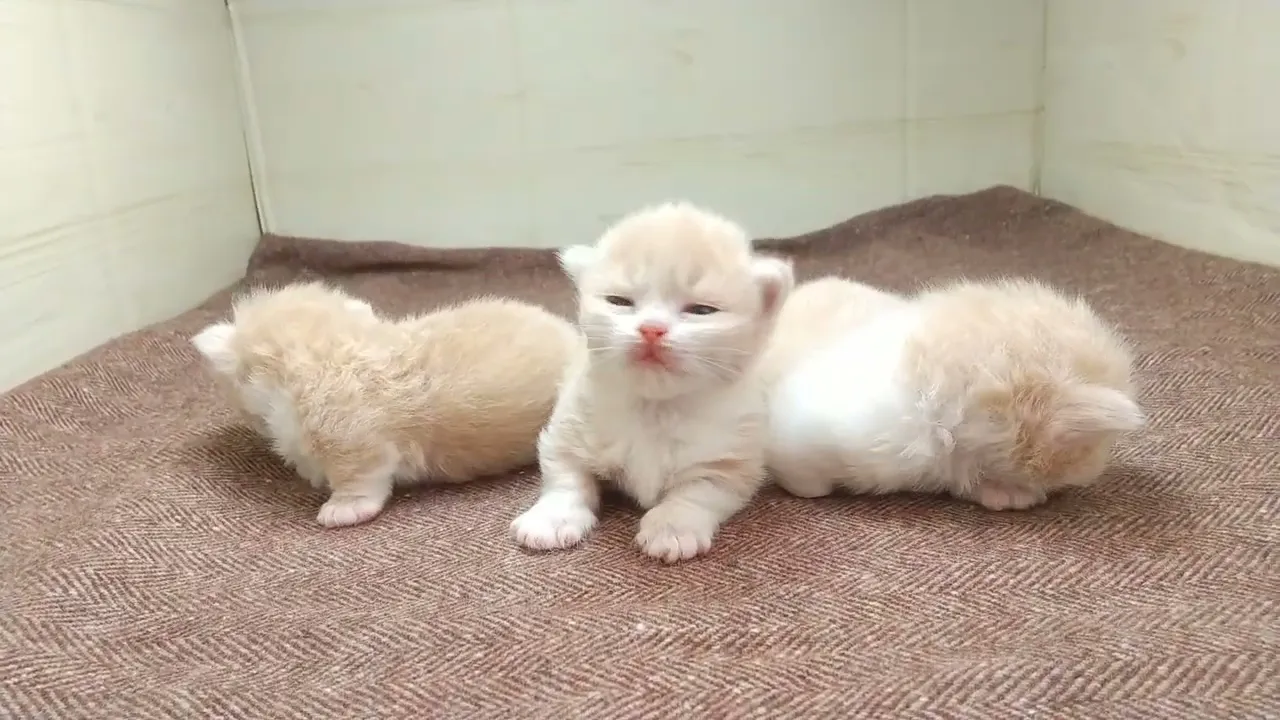 動画