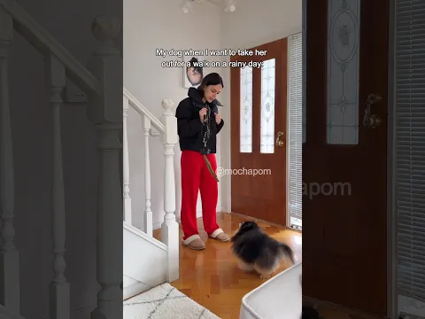 My dog when I want to take her out on a rainy day 🌧️ #dog #pomeranian