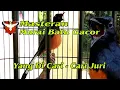 Masteran Burung Murai Batu Gacor. ini Masteran Yang Di Cari - cari Juri