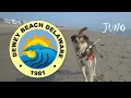 Dog Friendly Dewey Beach Delaware