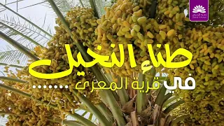 طني النخيل في قرية المعرى 