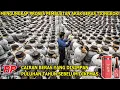 Download Lagu MENGUAK MISTERI DAN PROSES PEMBUATAN ARAK BERAS SHAOXING MINUMAN KUNO ASAL TIONGKOK!