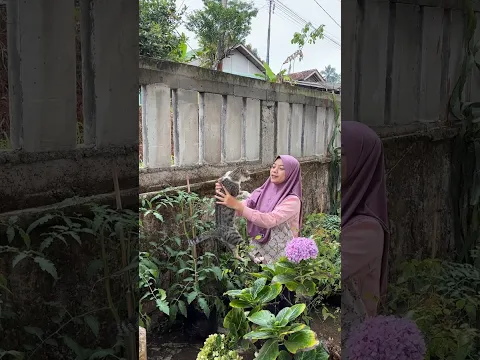MULAI MASUK MUSIM HUJAN GINI JANGAN LUPA JAGA DAYA TAHAN TUBUH DENGAN MINUM KUNYIT CINTA
