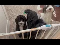 Carlson Extra Wide Walk Through Pet Gate Pressure Mount Kit and Wall Mount Kit Review