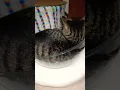 Download Lagu お彼岸にオハギは如何😺猫 #cat #catvideos #komapi #cute #コマ #猫のいる暮らし #キジトラ