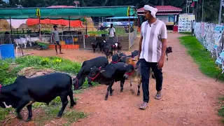 The "Most excited and Tiniest Kapila" cows you'll ever see | Nadipathy Breed