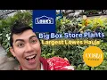 LOWE S PLANT SHOPPING 2026 Budget Finds How I Save Hundreds on Houseplants Compilations