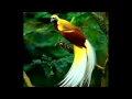 Lagu OGOGAMI png gospel (motu) song