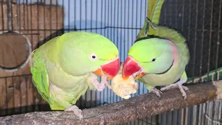 Parrot Jora Mithu eating raw Parrot 