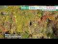 Autumn Foliage Peaks at Shinhotaka Ropeway: Colorful Trees Against a Clear Blue Sky Create a Stun...
