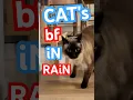 Download Lagu 😱 WILD VISIT TO MERv's WINDOW ☔️ #mervthecat #bagagwa #charals #catsofyoutube #backtoschool #shorts
