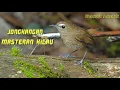 Download Lagu Suara burung jongkangan di alam liar