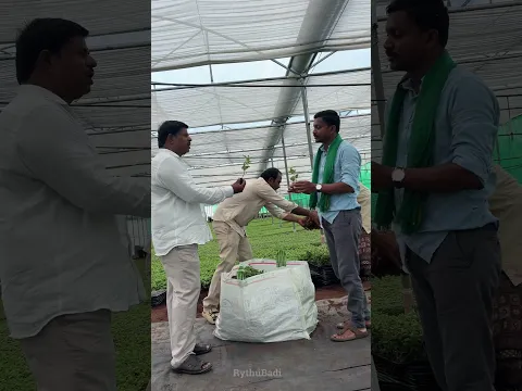 చామంతి మొక్కలు #rythubadi #chrysanthemum #agriculture #chamanthinursery