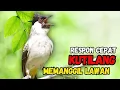 Lagu Suara Burung Kutilang Gacor Memanggil Lawan Agar Bunyi